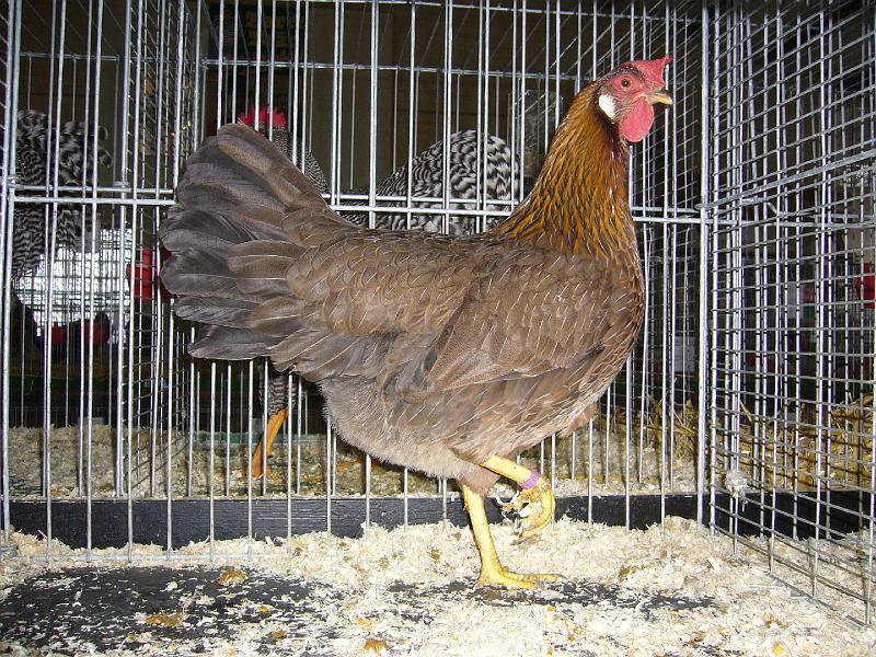 Bezirksschau Luebbecke 244.jpg - Italiener rebhuhnfarbig von Tobias Sickermann Preis Hv96 E